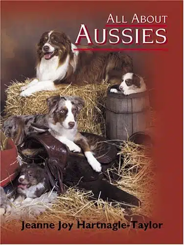 All About Aussies The Australian Shepherd From A To Z